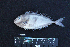  ( - IRD BMF-367.2)  @11 [ ] CreativeCommons  Attribution Non-Commercial Share-Alike (2016) Gino LIMMON Universitas Pattimura