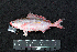  ( - IRD BMF-377.2)  @11 [ ] CreativeCommons  Attribution Non-Commercial Share-Alike (2016) Gino LIMMON Universitas Pattimura