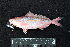  ( - IRD BMF-378.2)  @11 [ ] CreativeCommons  Attribution Non-Commercial Share-Alike (2016) Gino LIMMON Universitas Pattimura