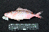  ( - IRD BMF-379.2)  @11 [ ] CreativeCommons  Attribution Non-Commercial Share-Alike (2016) Gino LIMMON Universitas Pattimura