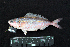  ( - IRD BMF-380.2)  @11 [ ] CreativeCommons  Attribution Non-Commercial Share-Alike (2016) Gino LIMMON Universitas Pattimura