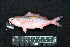  ( - IRD BMF-381.2)  @11 [ ] CreativeCommons  Attribution Non-Commercial Share-Alike (2016) Gino LIMMON Universitas Pattimura