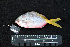  ( - IRD BMF-384.2)  @11 [ ] CreativeCommons  Attribution Non-Commercial Share-Alike (2016) Gino LIMMON Universitas Pattimura