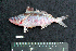  ( - IRD BMF-91.2)  @11 [ ] CreativeCommons  Attribution Non-Commercial Share-Alike (2016) Gino LIMMON Universitas Pattimura