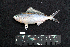  ( - IRD BMF-94.2)  @11 [ ] CreativeCommons  Attribution Non-Commercial Share-Alike (2016) Gino LIMMON Universitas Pattimura