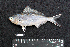  ( - IRD BMF-95.2)  @11 [ ] CreativeCommons  Attribution Non-Commercial Share-Alike (2016) Gino LIMMON Universitas Pattimura