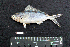  ( - IRD BMF-96.2)  @11 [ ] CreativeCommons  Attribution Non-Commercial Share-Alike (2016) Gino LIMMON Universitas Pattimura