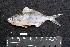  ( - IRD BMF-97.2)  @11 [ ] CreativeCommons  Attribution Non-Commercial Share-Alike (2016) Gino LIMMON Universitas Pattimura