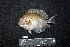  ( - IRD BMF-445.2)  @11 [ ] CreativeCommons  Attribution Non-Commercial Share-Alike (2016) Gino LIMMON Universitas Pattimura