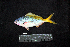  ( - IRD BMF-501.2)  @11 [ ] CreativeCommons  Attribution Non-Commercial Share-Alike (2016) Gino LIMMON Universitas Pattimura