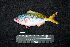  ( - IRD BMF-502.2)  @11 [ ] CreativeCommons  Attribution Non-Commercial Share-Alike (2016) Gino LIMMON Universitas Pattimura