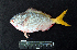  ( - IRD BMF-569.2)  @11 [ ] CreativeCommons  Attribution Non-Commercial Share-Alike (2016) Gino LIMMON Universitas Pattimura