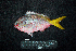 ( - IRD BMF-609.2)  @11 [ ] CreativeCommons  Attribution Non-Commercial Share-Alike (2016) Gino LIMMON Universitas Pattimura