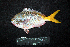  ( - IRD BMF-610.2)  @11 [ ] CreativeCommons  Attribution Non-Commercial Share-Alike (2016) Gino LIMMON Universitas Pattimura