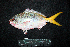  ( - IRD BMF-611.2)  @11 [ ] CreativeCommons  Attribution Non-Commercial Share-Alike (2016) Gino LIMMON Universitas Pattimura