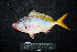  ( - IRD BMF-612.2)  @11 [ ] CreativeCommons  Attribution Non-Commercial Share-Alike (2016) Gino LIMMON Universitas Pattimura