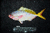  ( - IRD BMF-613.2)  @11 [ ] CreativeCommons  Attribution Non-Commercial Share-Alike (2016) Gino LIMMON Universitas Pattimura