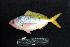  ( - IRD BMF-614.2)  @11 [ ] CreativeCommons  Attribution Non-Commercial Share-Alike (2016) Gino LIMMON Universitas Pattimura