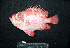  ( - IRD BMF-716.2)  @11 [ ] CreativeCommons  Attribution Non-Commercial Share-Alike (2016) Gino LIMMON Universitas Pattimura