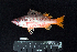 ( - IRD BMF-241.2)  @11 [ ] CreativeCommons  Attribution Non-Commercial Share-Alike (2016) Gino LIMMON Universitas Pattimura