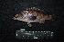  ( - IRD BMF-289.2)  @11 [ ] CreativeCommons  Attribution Non-Commercial Share-Alike (2016) Gino LIMMON Universitas Pattimura
