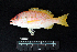  ( - IRD BMF-301.2)  @11 [ ] CreativeCommons  Attribution Non-Commercial Share-Alike (2016) Gino LIMMON Universitas Pattimura