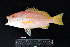  ( - IRD BMF-302.2)  @11 [ ] CreativeCommons  Attribution Non-Commercial Share-Alike (2016) Gino LIMMON Universitas Pattimura