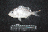  ( - IRD BMF-308.2)  @11 [ ] CreativeCommons  Attribution Non-Commercial Share-Alike (2016) Gino LIMMON Universitas Pattimura