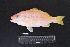  ( - IRD BMF-317.2)  @11 [ ] CreativeCommons  Attribution Non-Commercial Share-Alike (2016) Gino LIMMON Universitas Pattimura