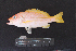  ( - IRD BMF-318.2)  @11 [ ] CreativeCommons  Attribution Non-Commercial Share-Alike (2016) Gino LIMMON Universitas Pattimura
