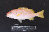  ( - IRD BMF-319.2)  @11 [ ] CreativeCommons  Attribution Non-Commercial Share-Alike (2016) Gino LIMMON Universitas Pattimura