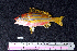  ( - IRD BMF-6.2)  @11 [ ] CreativeCommons  Attribution Non-Commercial Share-Alike (2016) Gino LIMMON Universitas Pattimura