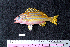  ( - IRD BMF-7.2)  @11 [ ] CreativeCommons  Attribution Non-Commercial Share-Alike (2016) Gino LIMMON Universitas Pattimura