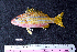  ( - IRD BMF-8.2)  @11 [ ] CreativeCommons  Attribution Non-Commercial Share-Alike (2016) Gino LIMMON Universitas Pattimura
