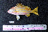  ( - IRD BMF-9.2)  @11 [ ] CreativeCommons  Attribution Non-Commercial Share-Alike (2016) Gino LIMMON Universitas Pattimura