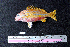  ( - IRD BMF-10.2)  @11 [ ] CreativeCommons  Attribution Non-Commercial Share-Alike (2016) Gino LIMMON Universitas Pattimura