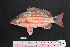  ( - IRD BMF-33.2)  @11 [ ] CreativeCommons  Attribution Non-Commercial Share-Alike (2016) Gino LIMMON Universitas Pattimura