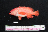  ( - IRD BMF-34.2)  @11 [ ] CreativeCommons  Attribution Non-Commercial Share-Alike (2016) Gino LIMMON Universitas Pattimura