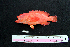  ( - IRD BMF-35.2)  @11 [ ] CreativeCommons  Attribution Non-Commercial Share-Alike (2016) Gino LIMMON Universitas Pattimura