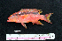  ( - IRD BMF-39.2)  @11 [ ] CreativeCommons  Attribution Non-Commercial Share-Alike (2016) Gino LIMMON Universitas Pattimura