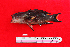  ( - IRD BMF-40.2)  @11 [ ] CreativeCommons  Attribution Non-Commercial Share-Alike (2016) Gino LIMMON Universitas Pattimura