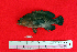  ( - IRD BMF-46.2)  @11 [ ] CreativeCommons  Attribution Non-Commercial Share-Alike (2016) Gino LIMMON Universitas Pattimura