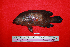 ( - IRD BMF-62.2)  @11 [ ] CreativeCommons  Attribution Non-Commercial Share-Alike (2016) Gino LIMMON Universitas Pattimura