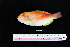  ( - IRD BMF-65.2)  @11 [ ] CreativeCommons  Attribution Non-Commercial Share-Alike (2016) Gino LIMMON Universitas Pattimura