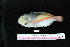  ( - IRD BMF-66.2)  @11 [ ] CreativeCommons  Attribution Non-Commercial Share-Alike (2016) Gino LIMMON Universitas Pattimura