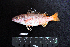  ( - IRD BMF-151.2)  @11 [ ] CreativeCommons  Attribution Non-Commercial Share-Alike (2016) Gino LIMMON Universitas Pattimura