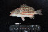  ( - IRD BMF-155.2)  @11 [ ] CreativeCommons  Attribution Non-Commercial Share-Alike (2016) Gino LIMMON Universitas Pattimura