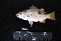  ( - IRD BMF-169.2)  @11 [ ] CreativeCommons  Attribution Non-Commercial Share-Alike (2016) Gino LIMMON Universitas Pattimura