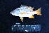  ( - IRD BMF-177.2)  @11 [ ] CreativeCommons  Attribution Non-Commercial Share-Alike (2016) Gino LIMMON Universitas Pattimura