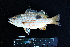  ( - IRD BMF-178.2)  @11 [ ] CreativeCommons  Attribution Non-Commercial Share-Alike (2016) Gino LIMMON Universitas Pattimura